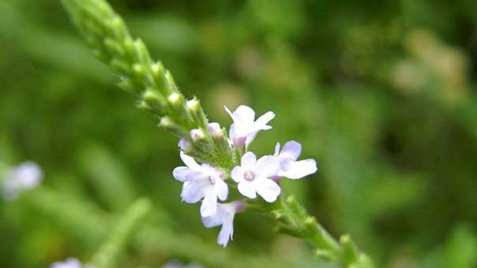 Tác dụng thần kỳ của cỏ roi ngựa