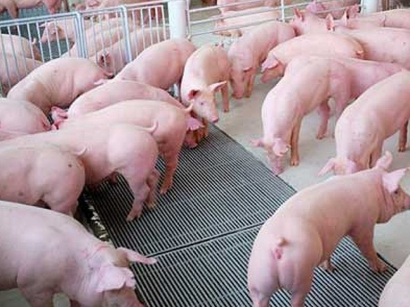 Giá heo hơi xuống thấp người nuôi thua lỗ đã có ý kiến đề xuất nhà nước thu mua dự trữ heo hơi.
