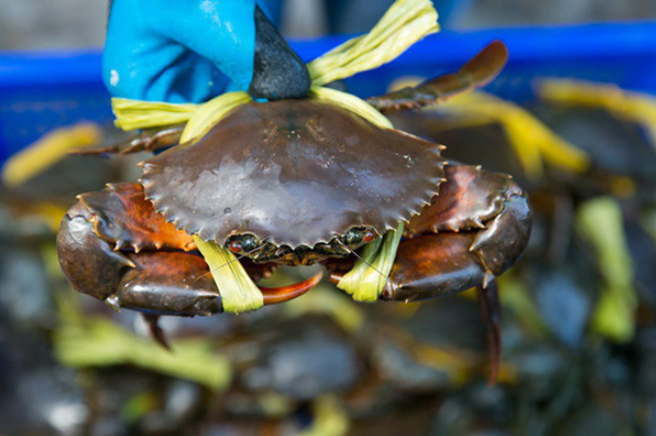 Xuất khẩu cua ghẹ vẫn chưa phục hồi Xuất khẩu cua ghẹ vẫn chưa phục hồi