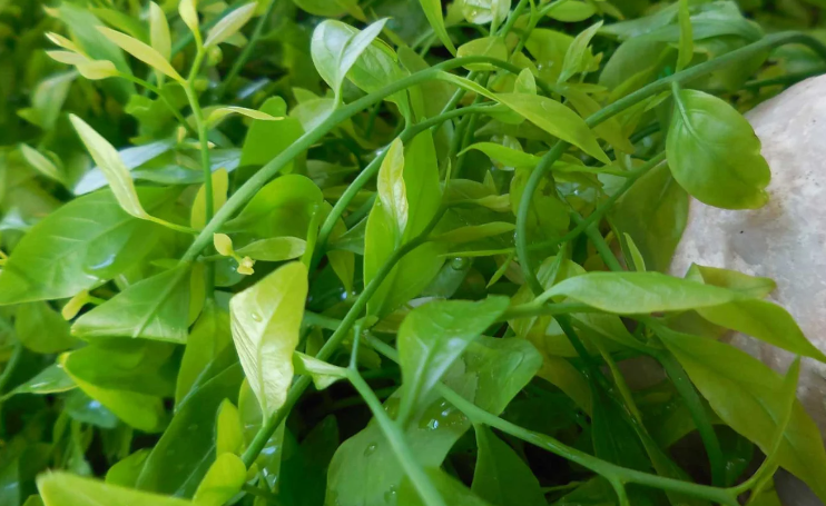 rau sắng cũng đem lại rất nhiều tác dụng tuyệt vời cho sức khỏe: rau sắng cũng đem lại rất nhiều tác dụng tuyệt vời cho sức khỏe: