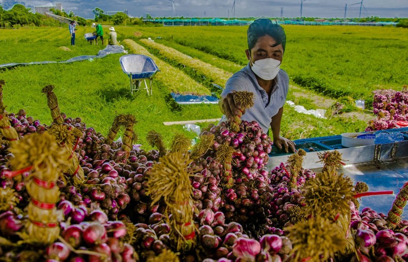Xuất khẩu hành, tỏi của nước ta năm 2022 tăng mạnh.