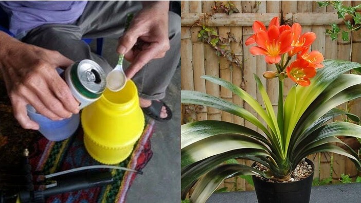 4 loại cây mỗi tháng một lần cho uống chút bia lá càng dày mọng, xanh rì