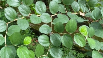 Thứ cây dại mọc hoang giúp chấm dứt cơn ho dù đã uống đủ loại thuốc không khỏi