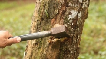 Phương pháp tạo trầm hương – linh khí của đất trời