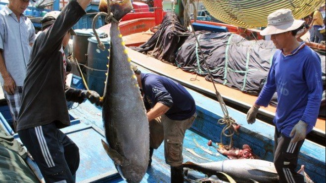 Xuất khẩu cá ngừ tăng ấn tượng tại các thị trường nhỏ