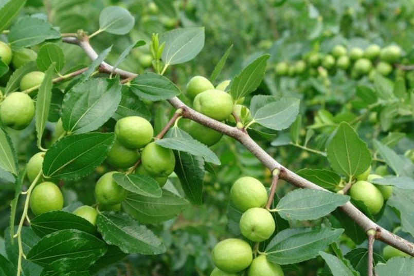 Cây táo dại là cây dược liệu rất tốt cho sức khỏe.