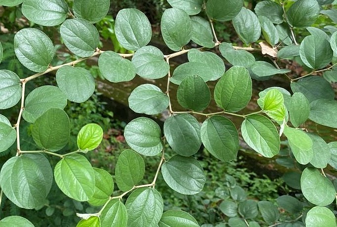 Lá táo dại sao vàng hạ thổ sau đó nấu nước uống giúp trị ho lâu ngày và ho gà...