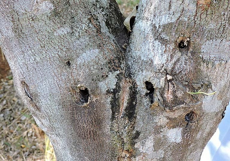 Men vi sinh sẽ được sử dụng, điển hình là nấm hoặc vi khuẩn, bằng cách gây bệnh cho cây Men vi sinh sẽ được sử dụng, điển hình là nấm hoặc vi khuẩn, bằng cách gây bệnh cho cây