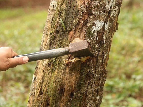 Người dân dùng rìu tạo vết thương trên cây dó bầu Người dân dùng rìu tạo vết thương trên cây dó bầu