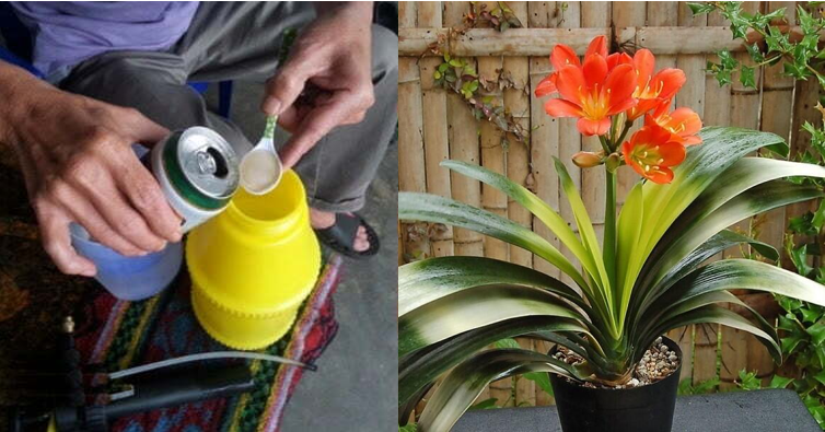 4 loại cây mỗi tháng một lần cho uống chút bia lá càng dày mọng, xanh rì