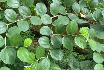 Thứ cây dại mọc hoang giúp chấm dứt cơn ho dù đã uống đủ loại thuốc không khỏi