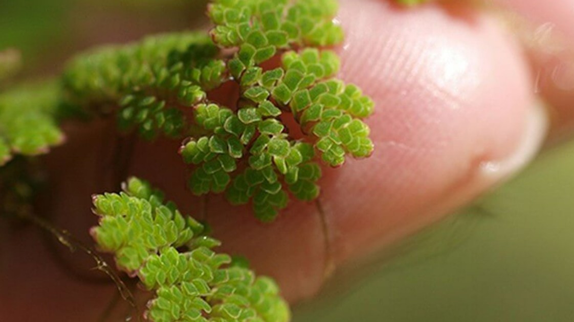 Công dụng của bèo hoa dâu