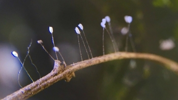 Chiêm ngưỡng loài hoa linh thiêng được mệnh danh “Hoa của Phật”, 3000 năm mới nở 1 lần