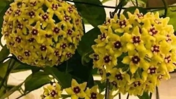 Loài hoa tên rất lạ tượng trưng cho sự tròn đầy viên mãn và bí quyết hoa nở từng chùm