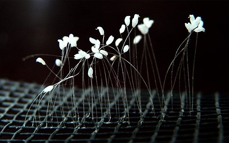 Chiêm ngưỡng loài hoa linh thiêng được mệnh danh “Hoa của Phật”, 3000 năm mới nở 1 lần