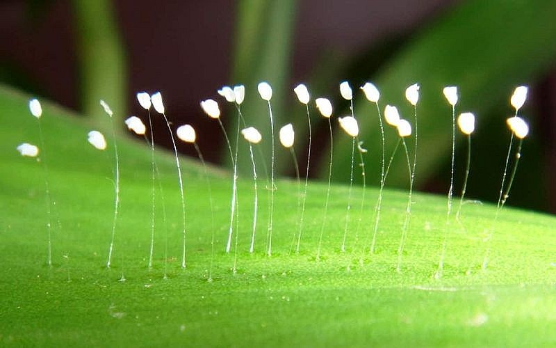 Chiêm ngưỡng loài hoa linh thiêng được mệnh danh “Hoa của Phật”, 3000 năm mới nở 1 lần