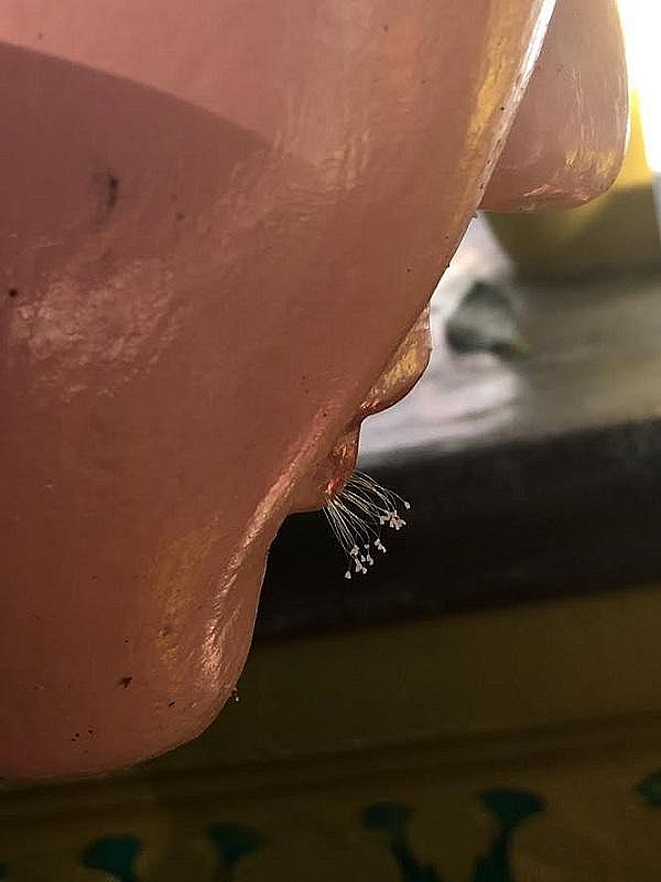 Chiêm ngưỡng loài hoa linh thiêng được mệnh danh “Hoa của Phật”, 3000 năm mới nở 1 lần