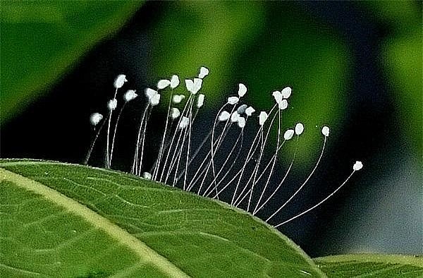 Loài hoa trắng tinh khiết, hính dáng như quả chuông tí hon được cho là hoa ưu đàm