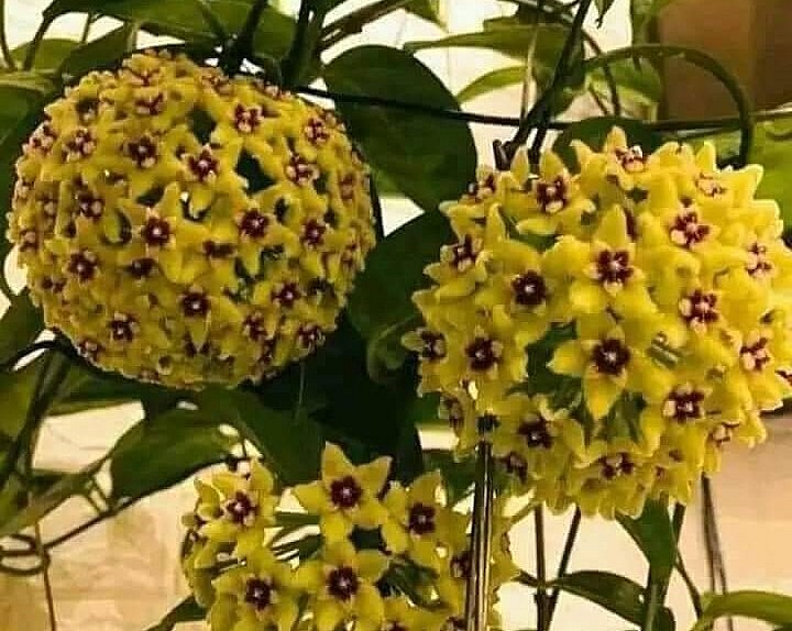 Hoa lan cẩm cù hay còn gọi là hoa lan anh đào, là một giống cây cảnh thuộc vào họ thiên lý.