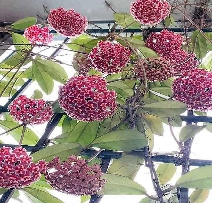 Hoa lan cẩm cù dễ trồng và ít bị mắc bệnh.