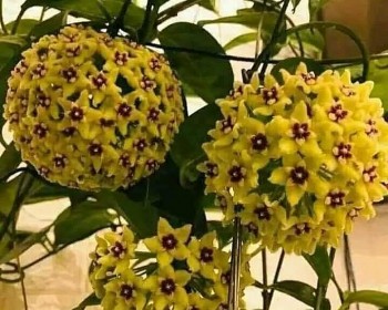 Loài hoa tên rất lạ tượng trưng cho sự tròn đầy viên mãn và bí quyết hoa nở từng chùm