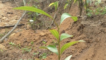 Sơn Động (Bắc Giang): Trồng thử nghiệm hơn 4 ha quế phát triển kinh tế rừng