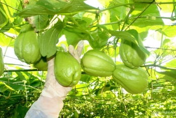 Huyện Tân Lạc (Hòa Bình): Đẩy mạnh chương trình "Mỗi xã một sản phẩm"