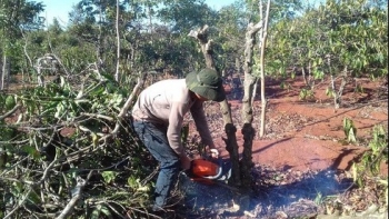 Ồ ạt chặt cà phê trồng chanh dây theo kiểu 'liều ăn nhiều' nguy cơ nhận về trái đắng