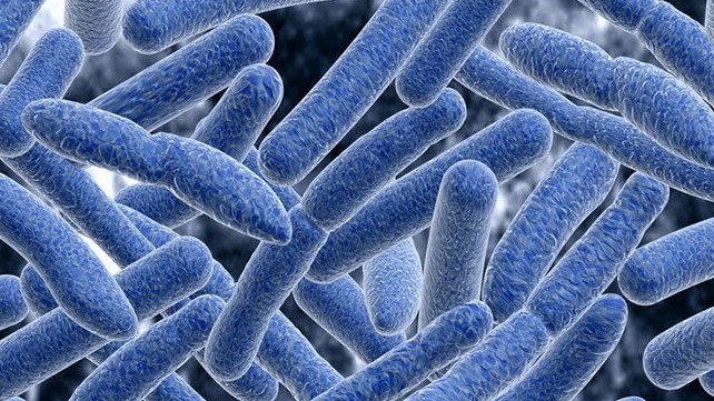 Tập huấn hướng dẫn, xử trí ngộ độc botulinum do vi khuẩn Clostridium Botulinum