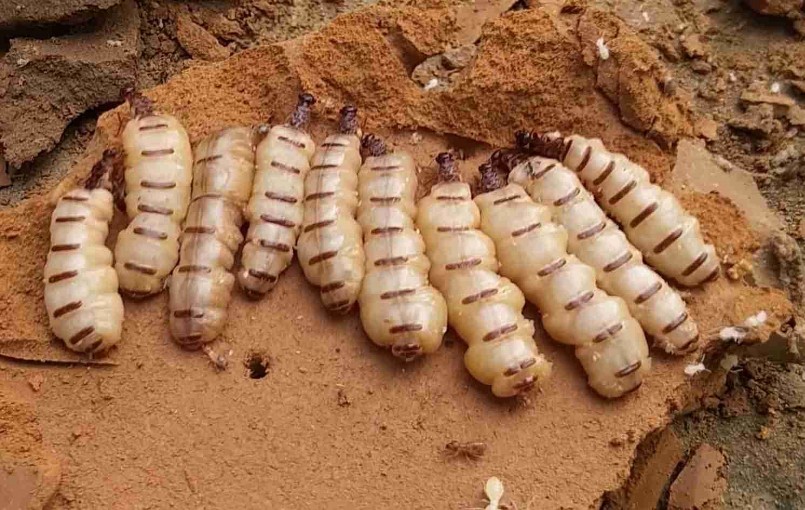 Mối chúa ở các khu rừng ngày càng cạn kiệt