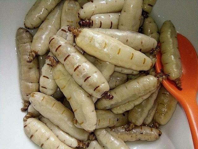  loại côn trùng được quý đang được săn mua với giá khá đắt đỏ