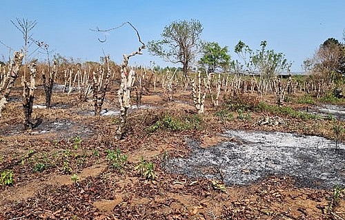 Vườn cà phê bị chặt hạ chuẩn bị trồng chanh dây.