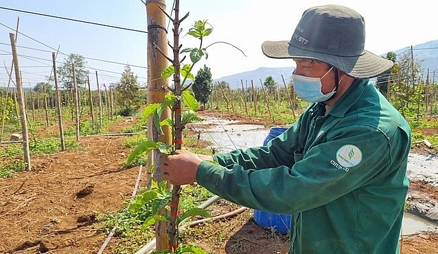 Hiện giá chanh dây đang ở mức cao nên người dân mở rộng diện tích loại cây trồng này.