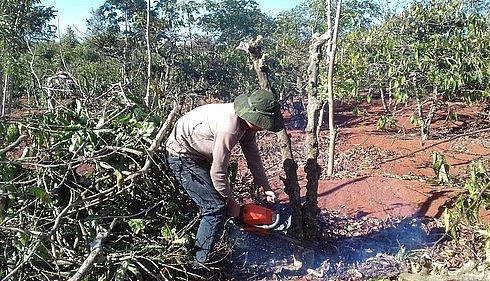 Nhiều người dân phá bỏ vườn cà phê để trồng chanh dây.