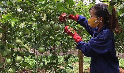 Để cây chanh dây phát triển bền vững, rất cần sự vào cuộc của chính quyền địa phương và liên kết với các doanh nghiệp.