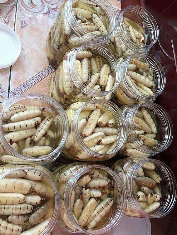 Giá mối chúa tăng giá mạnh những năm gần đây