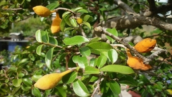 Quả dại xưa chỉ trẻ con ăn, nay thành đặc sản miền Trung đắt đỏ, được “săn lùng” bởi vừa ngon vừa tốt cho sức khỏe