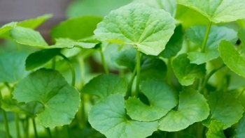 2 loại rau dễ trồng như cỏ lại được mệnh danh là "nhân sâm tự nhiên", có loại không chăm vẫn lên tốt um