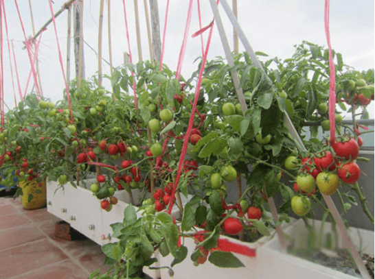 Những loại rau trồng trong nhà cũng sống, trồng 1 lần ăn quanh năm