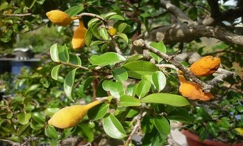 Quả dại xưa chỉ trẻ con ăn, nay thành đặc sản miền Trung đắt đỏ, được “săn lùng” bởi vừa ngon vừa tốt cho sức khỏe