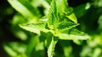 Loại thảo dược nghe tên lạ hoắc lại có công dụng tuyệt vời cho sức khoẻ