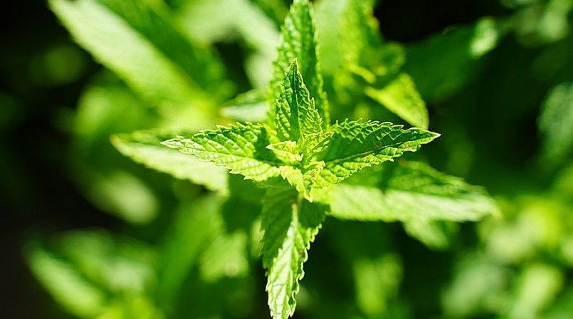 Tía tô đất còn được gọi là cây bạc hà chanh
