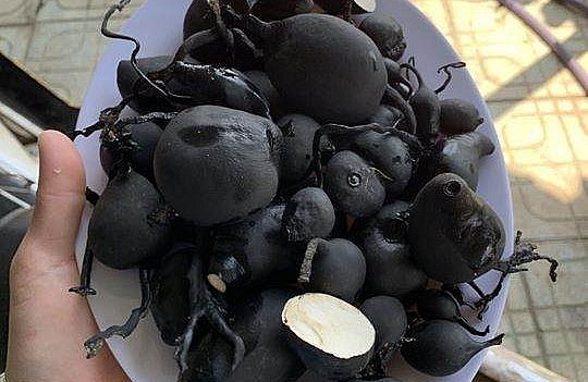 Có công dụng tuyệt vời như vậy nhưng số lượng sâm ô linh trên thực tế vô cùng khan hiếm.