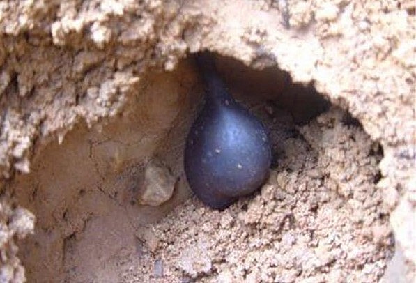 Sâm ô linh là loài nấm mọc dưới lòng đất.