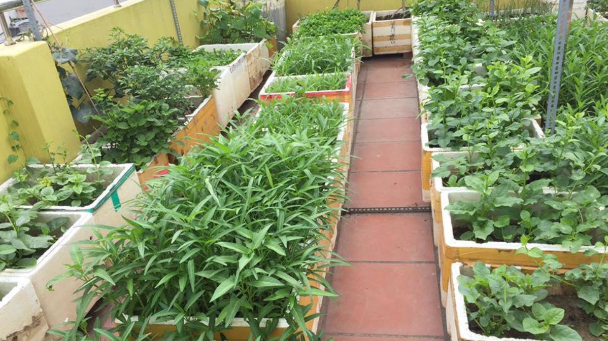 3 giai đoạn, 5 sai lầm cần chú ý khi bắt đầu trồng rau thùng xốp