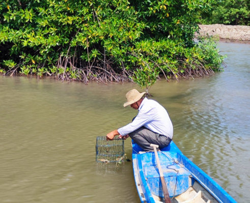 Mô hình nuôi tôm sú kết hợp nuôi cua dưới tán rừng của ông Trần Hoàng Thái