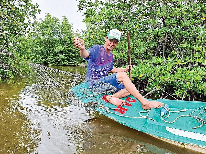 Cà Mau có lợi thế nuôi cua dưới tán rừng ngập mặn cho chất lượng cao