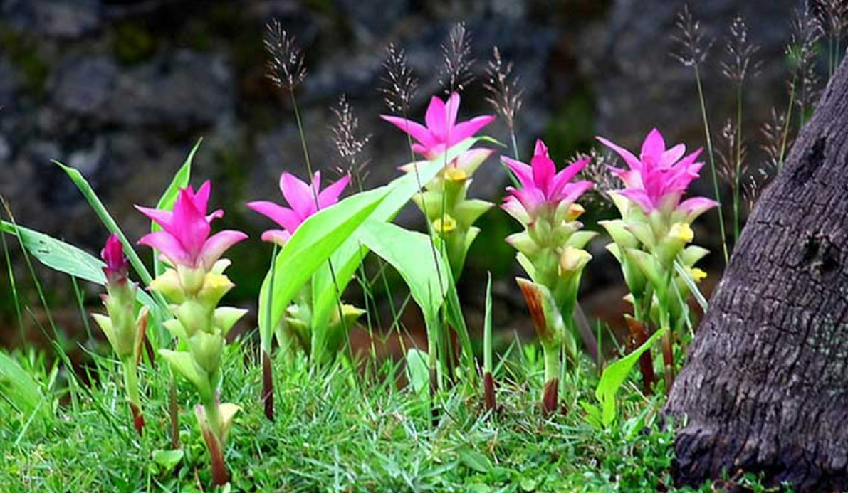 Nghệ trắng có nhiều lợi ích cho sức khỏe không phải ai cũng biết