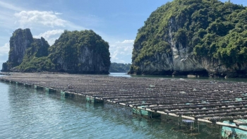 Thành phố Hạ Long (Quảng Ninh): Quản lý chặt hoạt động nuôi trồng thuỷ sản trên biển