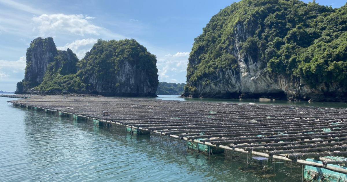 Bất an sai phạm trên vịnh Hạ Long: Lồng bè giăng kín lối, tai nạn rình rập
